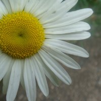 Daisy 4