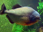 Piranha