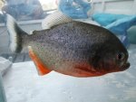 red belly piranha