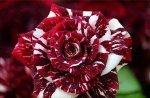 Tiger-striped Rose