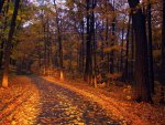 autumn road