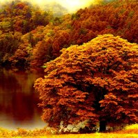 AUTUMN FOREST LAKE