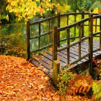 Bridge over the forest pond