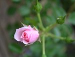 Tiny little pink rose bud.