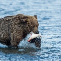 *** Grizzly hunting ***