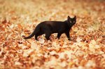 autumn kitty