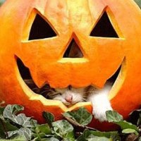 Thanks for the bed....