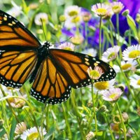 For Monarch (Cherie)