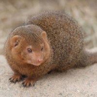 DWARF MONGOOSE