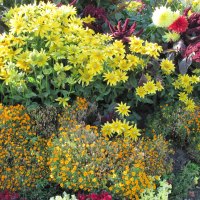 Flowers Invermere BC - Canada