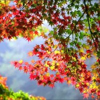 Leaves of every color