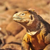 *** The giant lizard ***