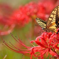 *** Butterfly on red flowers ***