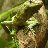 *** Green Lizard ***