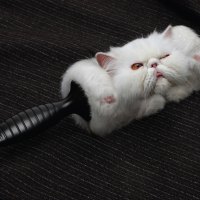 *** Very funny...? ***