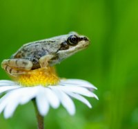 *** Frog on chamomile ***