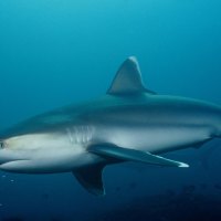 *** Shark in the deep sea ***