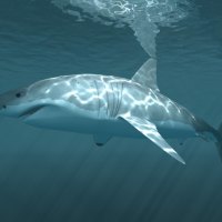 *** Shark in the deep sea ***