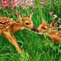 *** Small deer on the meadow ***