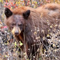 *** Grizzly Bears ***