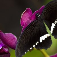 *** Beautiful black butterfly ***