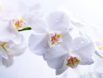 White Orchids