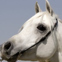 *** White Horse ***