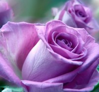 LAVENDER ROSE
