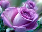 LAVENDER ROSE