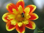 Bee on Collarette Dahlia