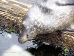 Happy Smiling Seal Close Up
