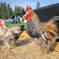 Chickens in my little farm