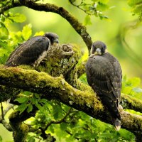 Beautiful Peregrine Falcon