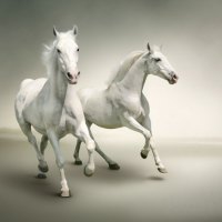 *** Phenomenally beautiful horses moving ***