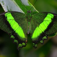 *** Simply Beautiful ***