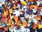 Fall Leaves