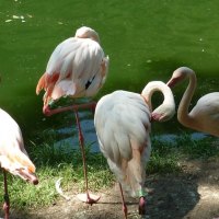 *** Flamingos ***