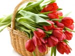 A Basket of Red Tulips