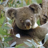 Our Sweet Aussie Koala