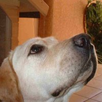 For Tommy, In loving memoryâ™¥