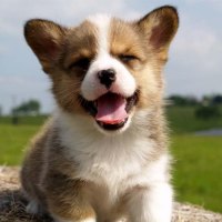 Puppy Filled with Laughter