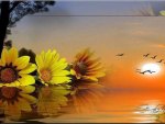 Fantasy Daisies on Water