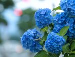 *** Blue Hydrangea ***