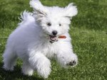 *** Maltese dog ***