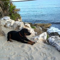Dog looking at ocean