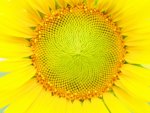 Sun Flower