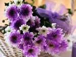 Purple chrysanthemums