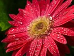 Sparkling Gerbera