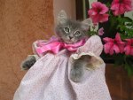 kitten in pink