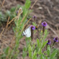 White butterfly and bee
